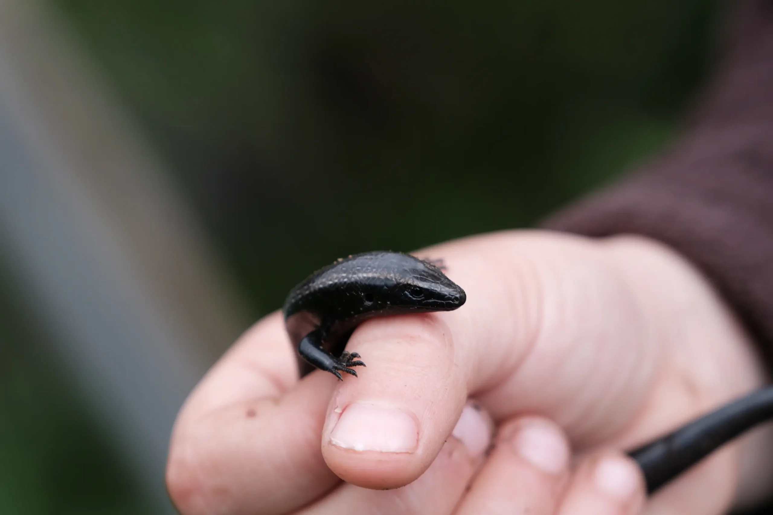 Kleiner schwarzer Salamander ruht auf einer Hand.