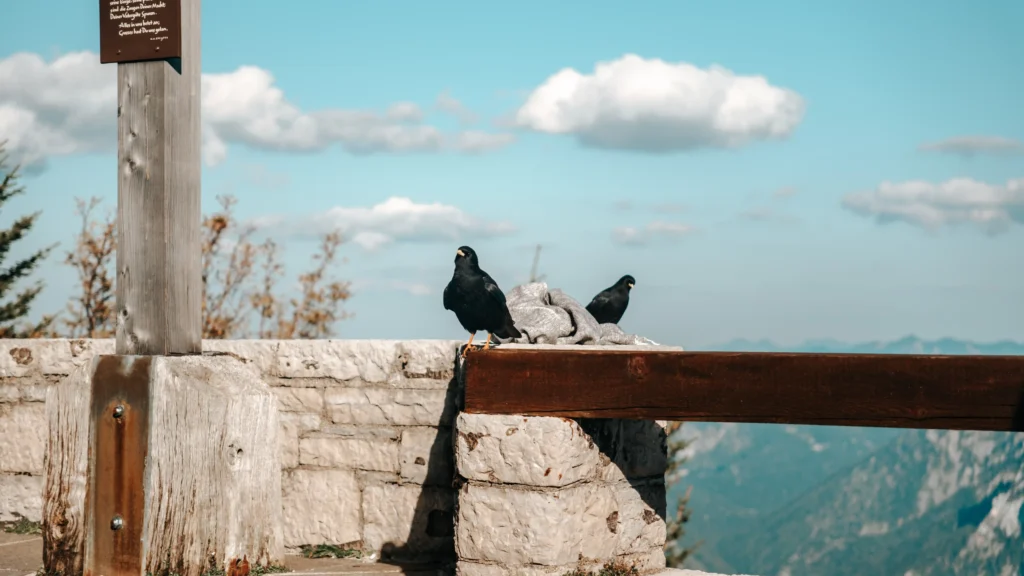 Birds perched on a wooden railing overlooking the mountains.
